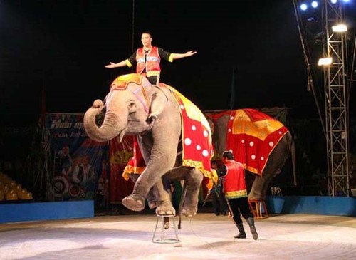 200 performers to compete in Vietnam-Laos-Cambodia circus contest - ảnh 1