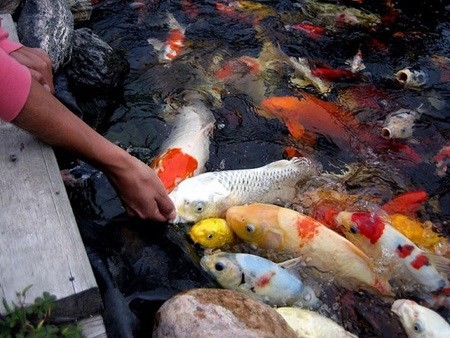 HCM City fish farmers raking in Koi carp profits - ảnh 1