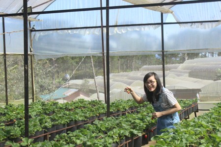 Tours of high-tech agriculture in Da Lat - ảnh 2