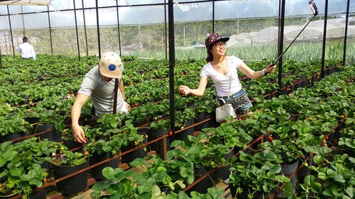 Tours of high-tech agriculture in Da Lat - ảnh 1
