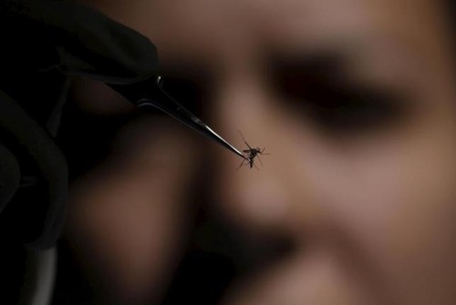 Brazil reports Zika infection from blood transfusions - ảnh 1