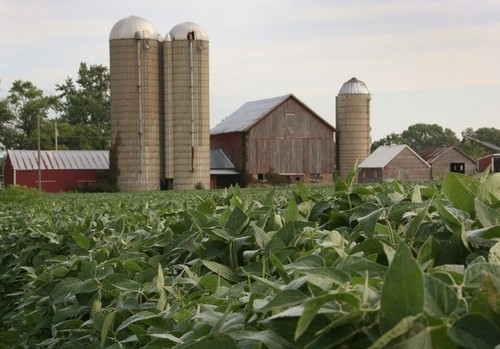 Russia set to ban US corn, soybean imports - ảnh 1