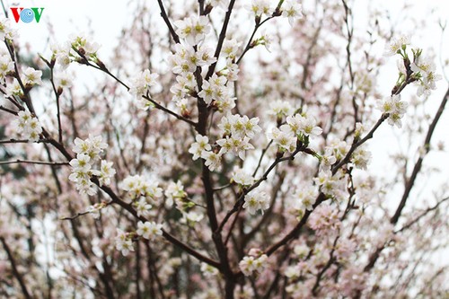 Cherry blossom trees in Hanoi - ảnh 3