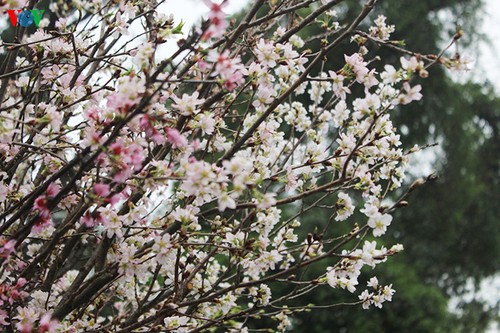 Cherry blossom trees in Hanoi - ảnh 5