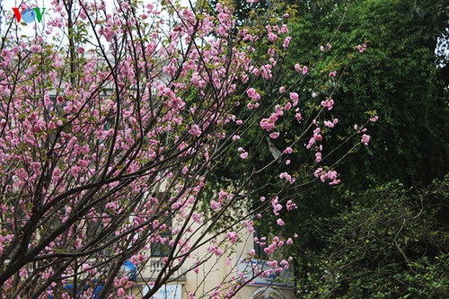 Cherry blossom trees in Hanoi - ảnh 2