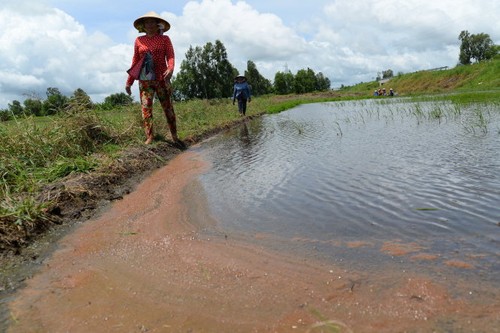 Fresh water reaches Vietnam's Mekong Delta provinces  - ảnh 1