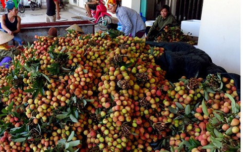 Creating favourable conditions for lychee exporters - ảnh 1