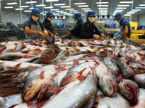 More Vietnamese catfish exporters qualify for US market - ảnh 1