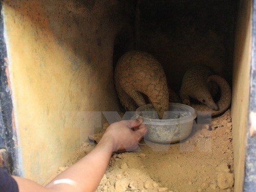 Twenty-two Sunda pangolins rescued in Ninh Binh - ảnh 1