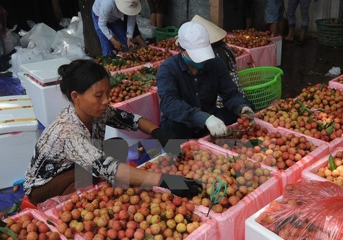 Australia recognises Vietnamese lychee irradiation centre  - ảnh 1