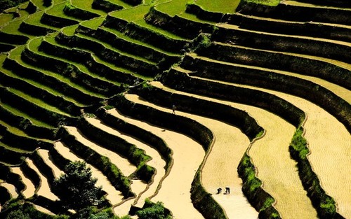 Hoang Su Phi terraced fields in rainy season - ảnh 2