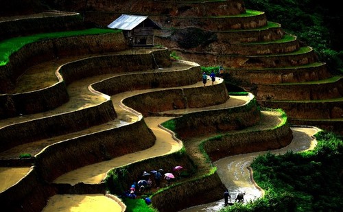 Hoang Su Phi terraced fields in rainy season - ảnh 3