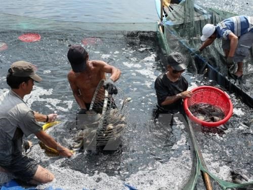 Aquatic product exports expected to grow 8 percent  - ảnh 1