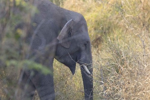Project to protect Vietnam’s elephants kicks off - ảnh 1