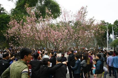 Japanese cherry flowers to be showcased in Hanoi - ảnh 1