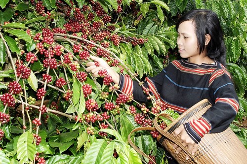Ensuring sustainable growth of Vietnamese coffee - ảnh 1
