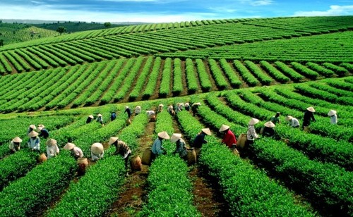 Vietnam boosts tea exports to the US - ảnh 1