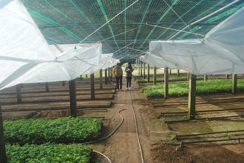 First Vietnamese ginseng seedling centre introduced - ảnh 1