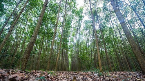 Forest protection and afforestation - ảnh 1