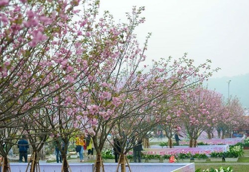 Sakura blossoms on display at Vietnam-Japan cultural festival - ảnh 1