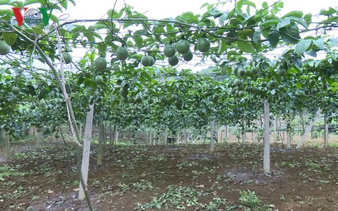 Moc Chau people grow passion fruit for export - ảnh 1
