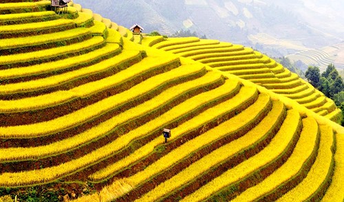 Hoang Su Phi terraced fields, masterpieces of minority groups - ảnh 3