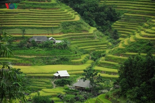 Hoang Su Phi terraced fields, masterpieces of minority groups - ảnh 1