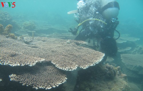Coral reefs revived on Cham Islands  - ảnh 1