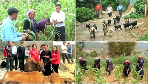 Vietnam’s farm produce find inroads to demanding markets  - ảnh 1
