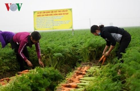Boosting links – key to increasing Vietnam’s farm produce exports  - ảnh 1