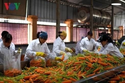 Boosting links – key to increasing Vietnam’s farm produce exports  - ảnh 2