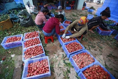 Farmers in Bac Giang enjoy record-high lychee revenue - ảnh 2