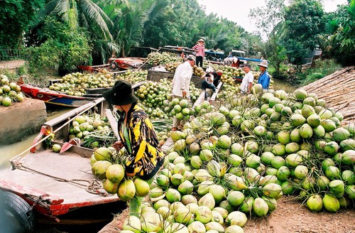 Ben Tre Coconut Festival to open in November - ảnh 1