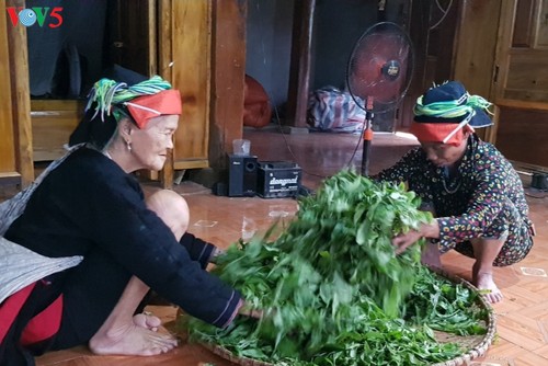 Cao Bo village develops Shan Tuyet tea, a signature product of Ha Giang - ảnh 2