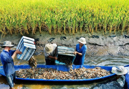 Soc Trang farmers earn high from shrimp-rice farming - ảnh 1