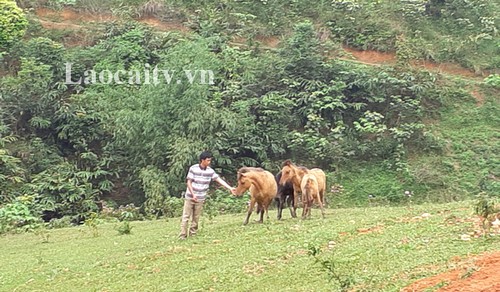 Dao ethnic people in Lao Cai escape poverty thanks to agricultural projects - ảnh 1