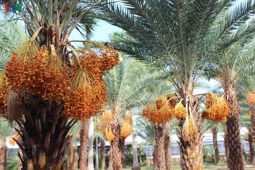 Biggest date palm garden in the Vietnam’s southwestern region - ảnh 4