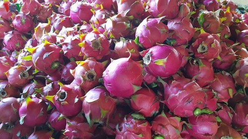 10 tons of red-flesh dragon fruit exported to Russia - ảnh 1