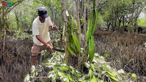 Growing dragon fruit on avicennia trees in Ca Mau proves profitable - ảnh 1