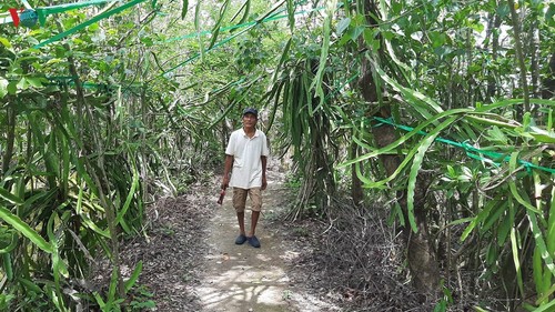 Growing dragon fruit on avicennia trees in Ca Mau proves profitable - ảnh 3