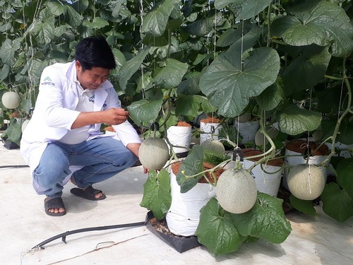 Binh Thuan’s farm produce finds way to world market - ảnh 1