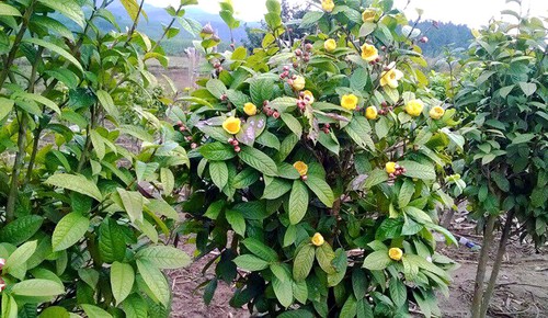 Camellia chrysantha secures stable income for Quang Ninh province’s Dao ethnic people - ảnh 1