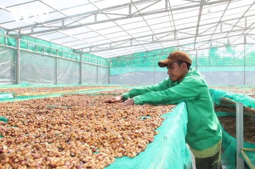 Vietnam’s coffee industry must change to integrate internationally - ảnh 2