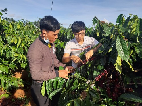 Sustainable farming method helps raise Bahnar ethnic farmers’ coffee to international standards - ảnh 1