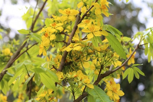 Yellow apricot blossoms in sacred Yen Tu mountain - ảnh 2