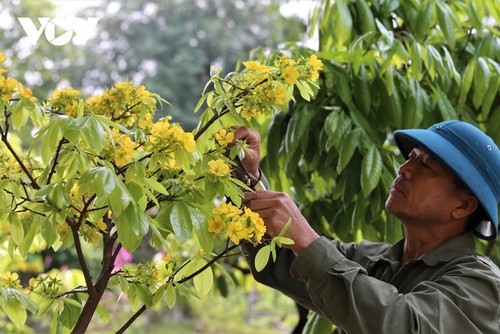 Yellow apricot blossoms in sacred Yen Tu mountain - ảnh 4