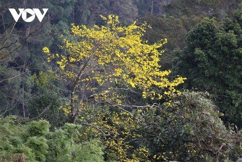 Yellow apricot blossoms in sacred Yen Tu mountain - ảnh 8