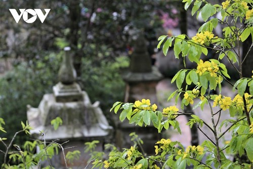 Yellow apricot blossoms in sacred Yen Tu mountain - ảnh 9
