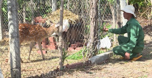 Spotted deer farming lucrative in Gia Lai province - ảnh 1
