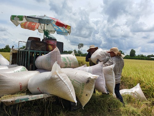 Mekong Delta farmers get bumper winter-spring crop - ảnh 1